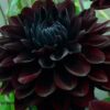 Dahlia Karma Choc