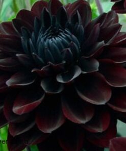 Dahlia Karma Choc