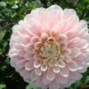 Dahlia Sweet Nathalie