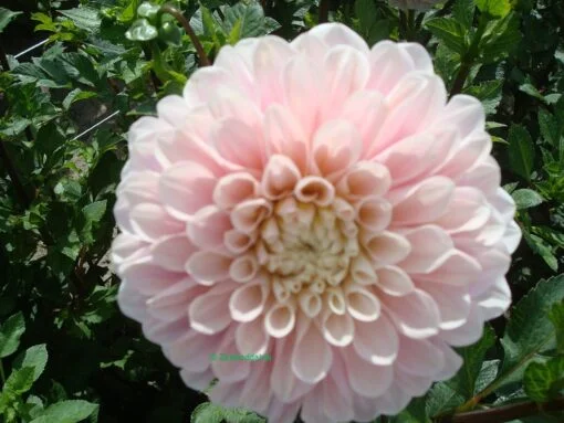 Dahlia Sweet Nathalie