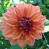 Dahlia American Dawn