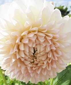 Dahlia Boom Boom White