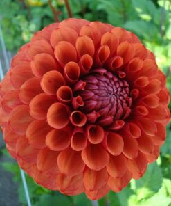 Dahlia Brown Sugar