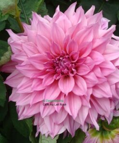 Dahlia Cafe Au Lait Rose