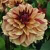 Dahlia Creme de Cognac