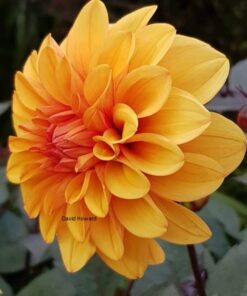 Dahlia David Howard