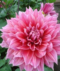 Alternative view of Emory Paul