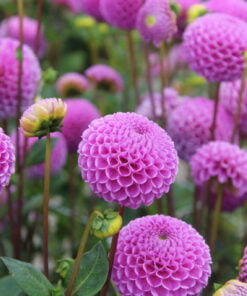 Alternative view of Franz Kafka