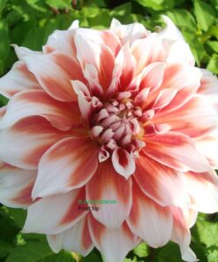 Dahlia Frost Nip