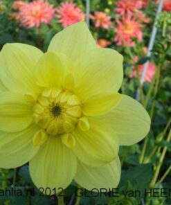 Alternative view of Glorie van Heemstede