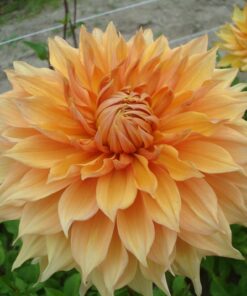 Dahlia Hamari Gold