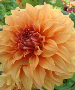 Dahlia Hercules