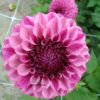 Dahlia Jowey Veronique