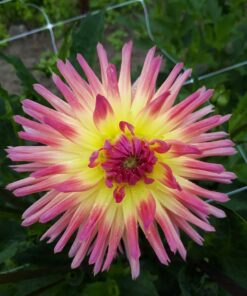 Dahlia Karma Sangria