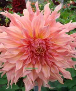 Dahlia Labyrinth