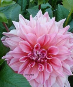 Dahlia Otto's Thrill