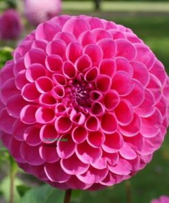 Dahlia Sandra