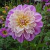Dahlia Take Off