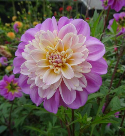 Dahlia Take Off