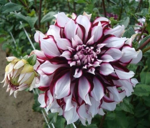 Dahlia Tartan