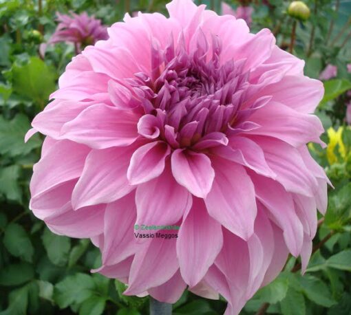 Dahlia Vasio Meggos