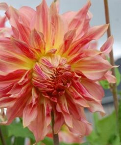 Dahlia Penhill Water Melon