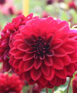 Alternative view of Arabian Night