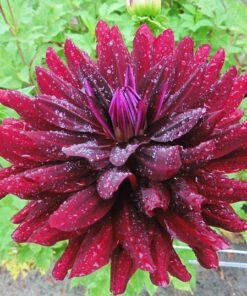 Alternative view of Hollyhill Dark Beauty