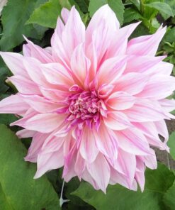 Alternative view of Café Au Lait Twist