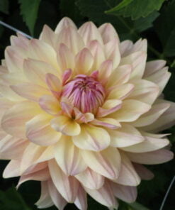 Alternative view of Joel's Favorite