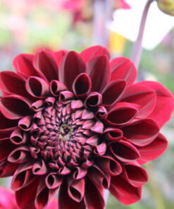 Alternative view of Manoa