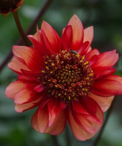 Alternative view of Sarah Raven