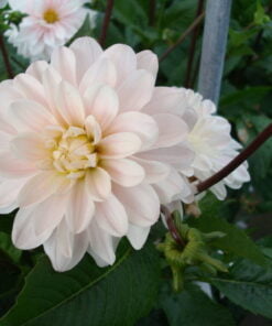 Alternative view of Silver Years