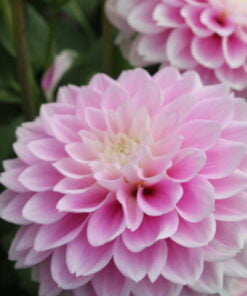 Alternative view of Sweet Love