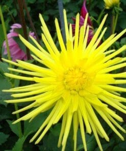 Gryson Yellow Spider