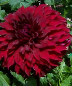 Alternative view of Spartacus