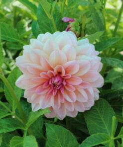 Alternative view of Sturm Sweet Maria