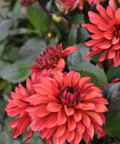 Alternative view of Danique