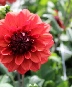 Alternative view of Missis Miley