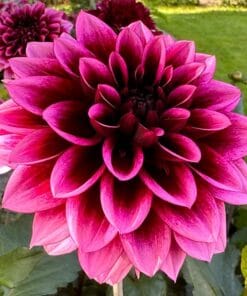 Alternative view of Davina Michelle©