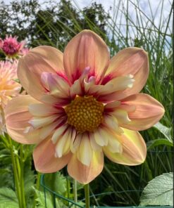 Alternative view of Rhubarb & Custard