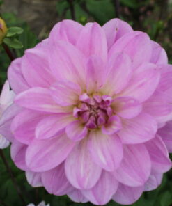 Alternative view of Sandia Shomei