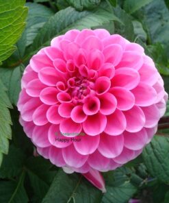 Alternative view of Happy Hour