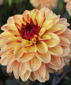 Gelia (Dear Alexander)