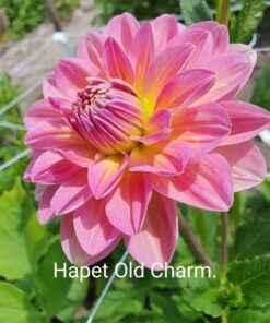 Alternative view of Hapet Old Charm