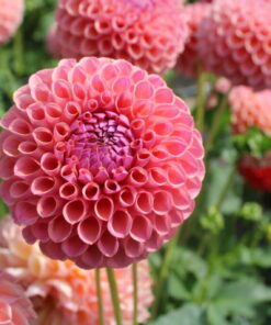 Alternative view of Hapet Coppery